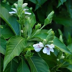 Vasaka (Justicia adhatoda) Basok Pata live plant (বাসক পাতা) /leaves