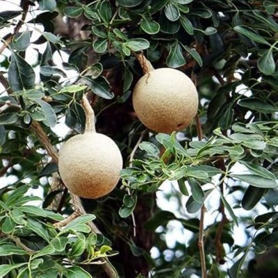 Farm fresh Wood Apple, also known as Kaitha or Kothbeal fruit, is a powerhouse of health benefits, making it a seasonal superstar.
