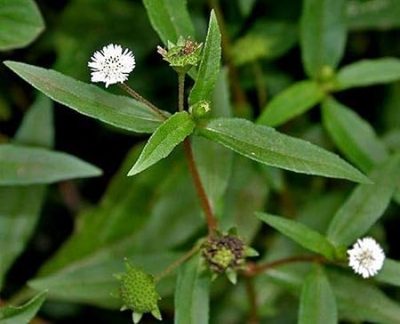 Bhringraj Plant / Eclipta prostrata Medicinal live plant /Leaves - Image 5