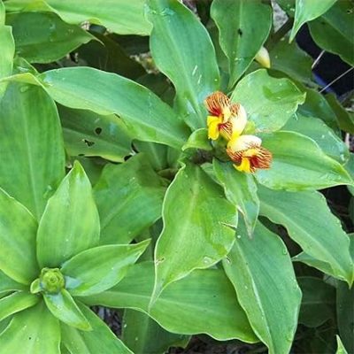 Insulin Plant Rhizomes /Costus igneus live plant /Leaves
