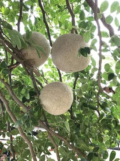 Farm fresh Wood Apple, also known as Kaitha or Kothbeal fruit, is a powerhouse of health benefits, making it a seasonal superstar.