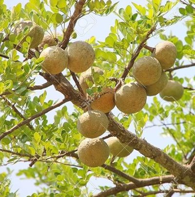 Farm fresh Wood Apple, also known as Kaitha or Kothbeal fruit, is a powerhouse of health benefits, making it a seasonal superstar.