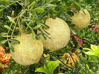 Farm fresh Wood Apple, also known as Kaitha or Kothbeal fruit, is a powerhouse of health benefits, making it a seasonal superstar.