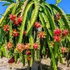 Dragon Fruit Plant/Tree for Home and Garden (2pis) - Image 3