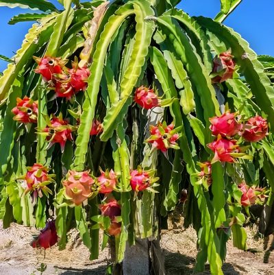 Dragon Fruit Plant/Tree for Home and Garden (2pis) - Image 3