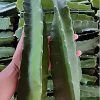 Dragon Fruit Plant/Tree for Home and Garden (2pis) - Image 2