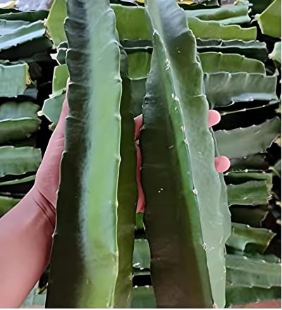 Dragon Fruit Plant/Tree for Home and Garden (2pis) - Image 2