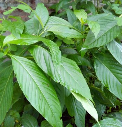 Vasaka (Justicia adhatoda) Basok Pata live plant (বাসক পাতা) /leaves - Image 3