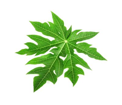 Papaya Leaves /Papaya Plant Leaves juice, extracted from the leaves of the papaya plant,