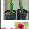 Dragon Fruit Plant/Tree for Home and Garden (2pis)