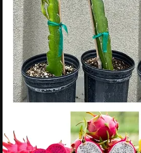 Dragon Fruit Plant/Tree for Home and Garden (2pis)