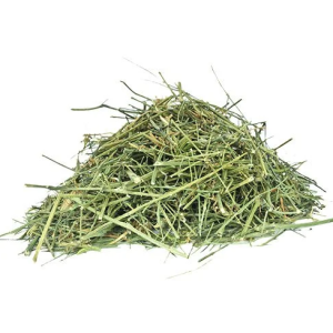 Dried Chirata /Organic Chirayta live plant /Kalmegh/Green Chiretta  Chiretta Bitter Stick