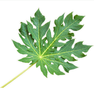 Papaya Leaves /Papaya Plant Leaves juice, extracted from the leaves of the papaya plant,