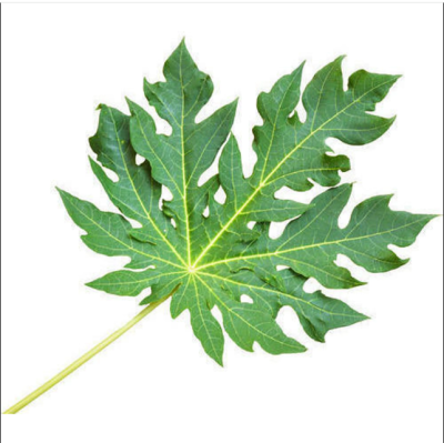 Papaya Leaves /Papaya Plant Leaves juice, extracted from the leaves of the papaya plant,