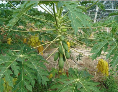 Papaya Leaves /Papaya Plant Leaves juice, extracted from the leaves of the papaya plant,