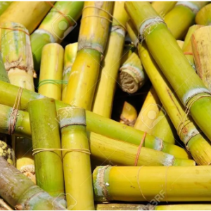 Sugarcane for planting / plant live(5pis)