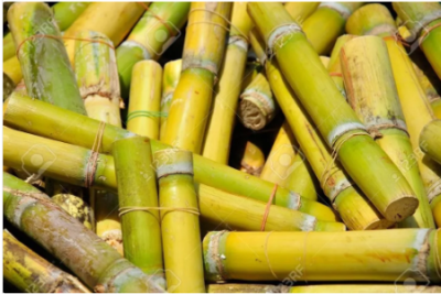 Sugarcane for planting / plant live(5pis)