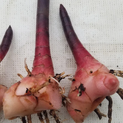 Insulin Plant Rhizomes /Costus igneus live plant /Leaves - Image 5