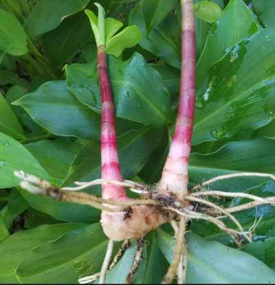 Insulin Plant Rhizomes /Costus igneus live plant /Leaves - Image 6