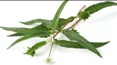 Bhringraj Plant / Eclipta prostrata Medicinal live plant /Leaves - Image 3