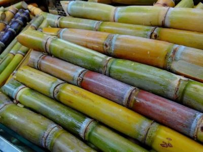 Sugarcane for planting / plant live(5pis) - Image 3