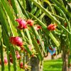 Dragon Fruit Plant/Tree for Home and Garden (2pis) - Image 4