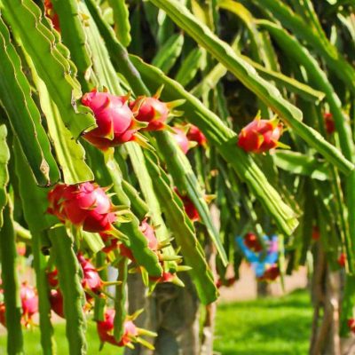 Dragon Fruit Plant/Tree for Home and Garden (2pis) - Image 4