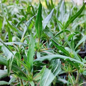 Kulekhara Live Plant With Pot For Gardening (Hygrophila Auriculata) | Kokilaksha Plant
