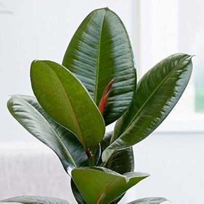 Rubber Plant/ Live Tree with pot- Ficus Elastica First Delivery - Image 2
