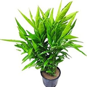 Live Sukh-Shanti Jal Bahar Lucky 5pis Plant with Pot - सुख शांति का पौधा