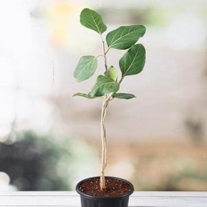 Banyan Plant - बरगद/वट का पौधा