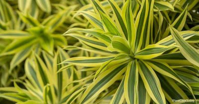 Dracaena reflexa / Song Of India Plant (2pis with pot) - Image 2