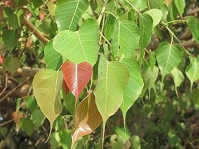 Peepal Plant  ( पीपल का पोधा ) Ficus religiosa  - First Delivery - Image 3