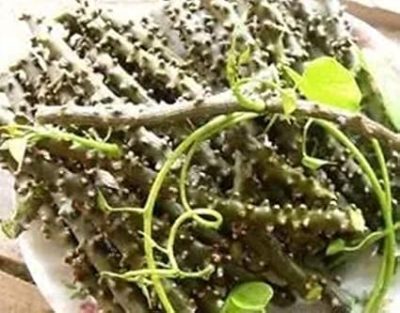 Neem Giloy/tinospora cordifolia/guduchi/gulvel/gulancha/giloy Seed Sticks /Giloy plant - 5pis plant stick - Image 2
