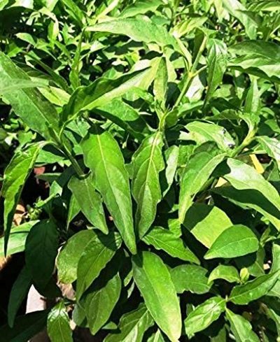 Live Sukh-Shanti Jal Bahar Lucky 5pis Plant with Pot - सुख शांति का पौधा - Image 4