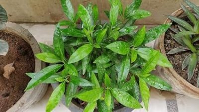 Live Sukh-Shanti Jal Bahar Lucky 5pis Plant with Pot - सुख शांति का पौधा - Image 3