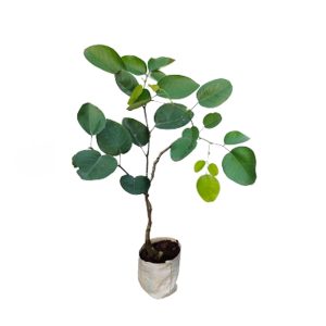 Red chandan tree / Red Sandalwood Plant with pot - First Delivery