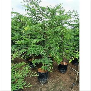 Live Imli Plant / Tamarind Plants / इमली का पौधा with Plastic Pot