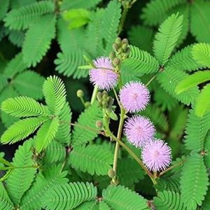 lojjaboti plant /Touch me/ Chui mui plant / Mimosa pudica plant ,silk tree (লজ্জাবতী ) -First Delivery