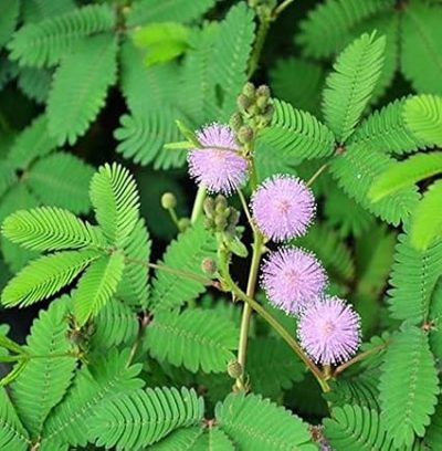 lojjaboti plant /Touch me/ Chui mui plant / Mimosa pudica plant ,silk tree (লজ্জাবতী ) -First Delivery
