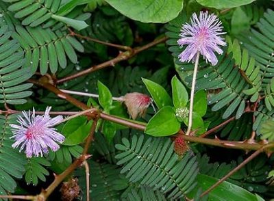 lojjaboti plant /Touch me/ Chui mui plant / Mimosa pudica plant ,silk tree (লজ্জাবতী ) -First Delivery - Image 7