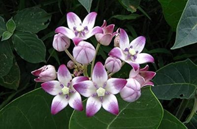 Mandar Rui,Aak,Arka,Toolaphala Purple White Flower Colour Medicinal Plant, Herb Plants, मंदर का पौधा - Image 3