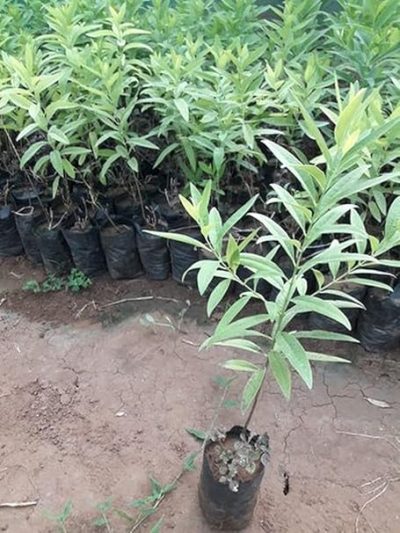Indian White Sandalwood Plant, Chandan Tree with Pot - First Delivery - Image 3