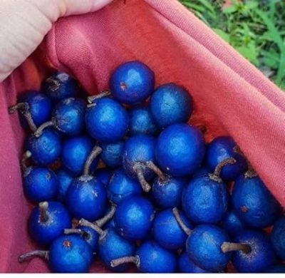 Rudraksha Plant – रुद्राक्ष का पोधा - Image 3