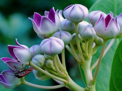 Mandar Rui,Aak,Arka,Toolaphala Purple White Flower Colour Medicinal Plant, Herb Plants, मंदर का पौधा - Image 5