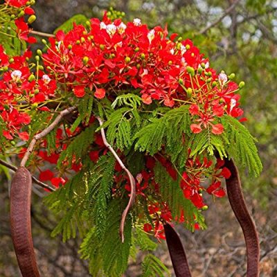 Gulmohar/Delonix Regia Red - KRISHNA SURA live FLOWER PLANT with Pot - Image 3