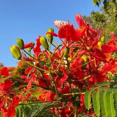 Gulmohar/Delonix Regia Red - KRISHNA SURA live FLOWER PLANT with Pot - Image 5