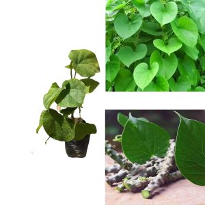 Neem Giloy/tinospora cordifolia/guduchi/gulvel/gulancha/giloy Seed Sticks /Giloy plant - 5pis plant stick