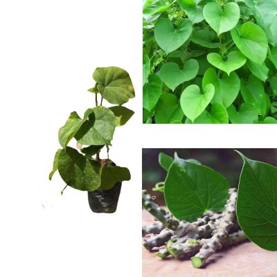 Neem Giloy/tinospora cordifolia/guduchi/gulvel/gulancha/giloy Seed Sticks /Giloy plant - 5pis plant stick