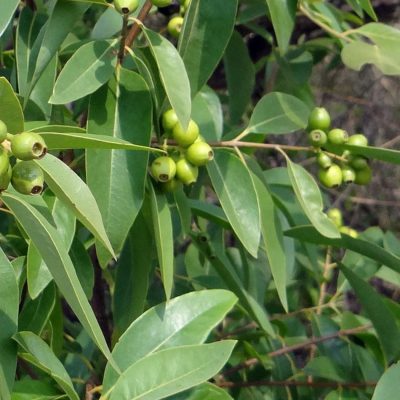 Indian White Sandalwood Plant, Chandan Tree with Pot - First Delivery - Image 4